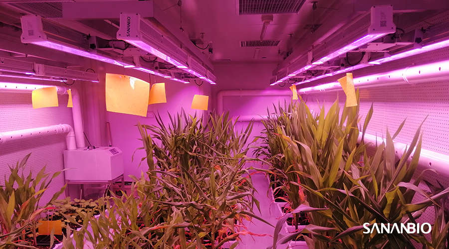 中科三安飞燕系列 LED 为高光需植物种植而来