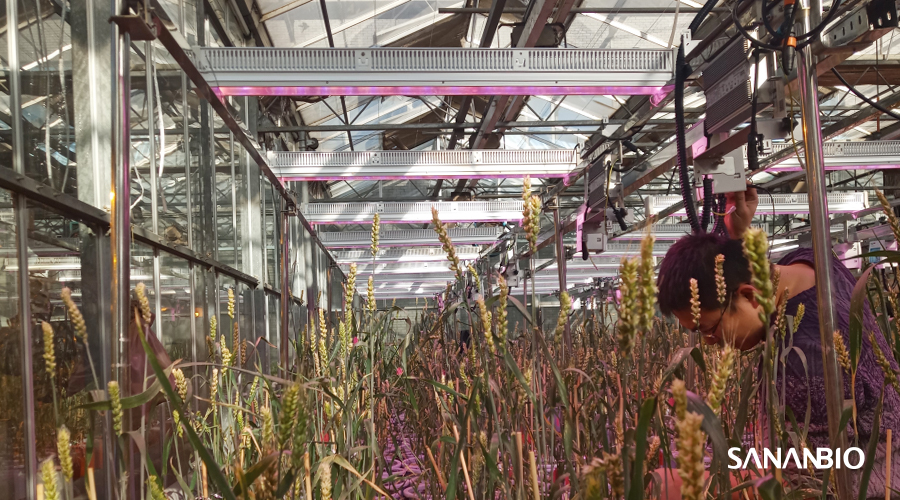 飞燕系列大功率植物生长灯应用于小麦温室补光