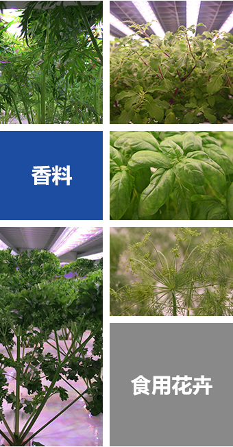 Sananbio Ark 全气候型移动农场 中科三安