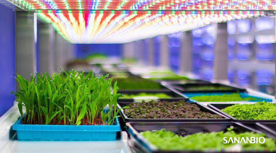 揭秘： LED 照明为何能取代“阳光”调控植物生长？
