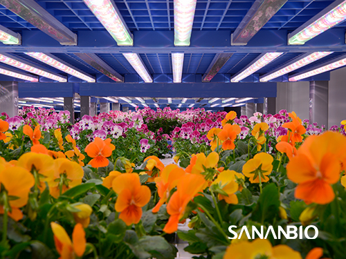 植物工厂里的“太阳”—— LED 植物灯的先天优势