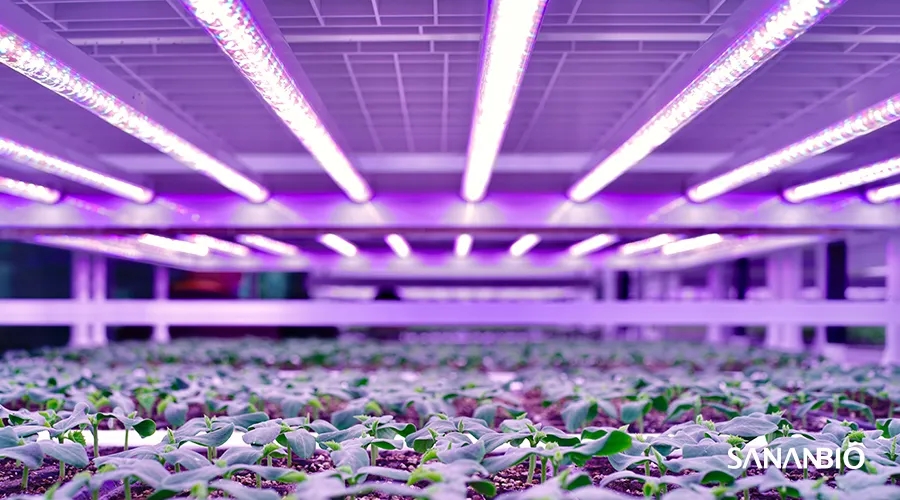 育苗植物工厂亮相 2020 厦洽会 中科三安推动中国育苗产业升级