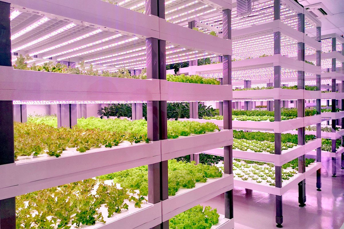 新加坡 VertiVegies 建 20000m² 植物工厂，缓解当地蔬菜供应压力